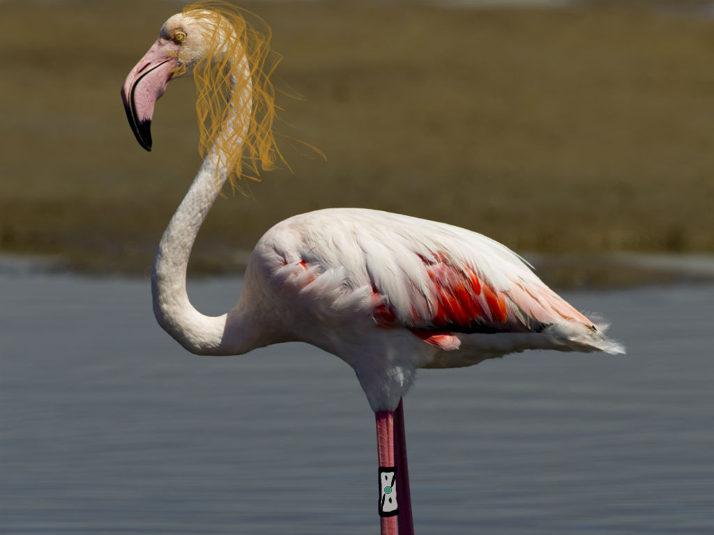 Flamingo Article