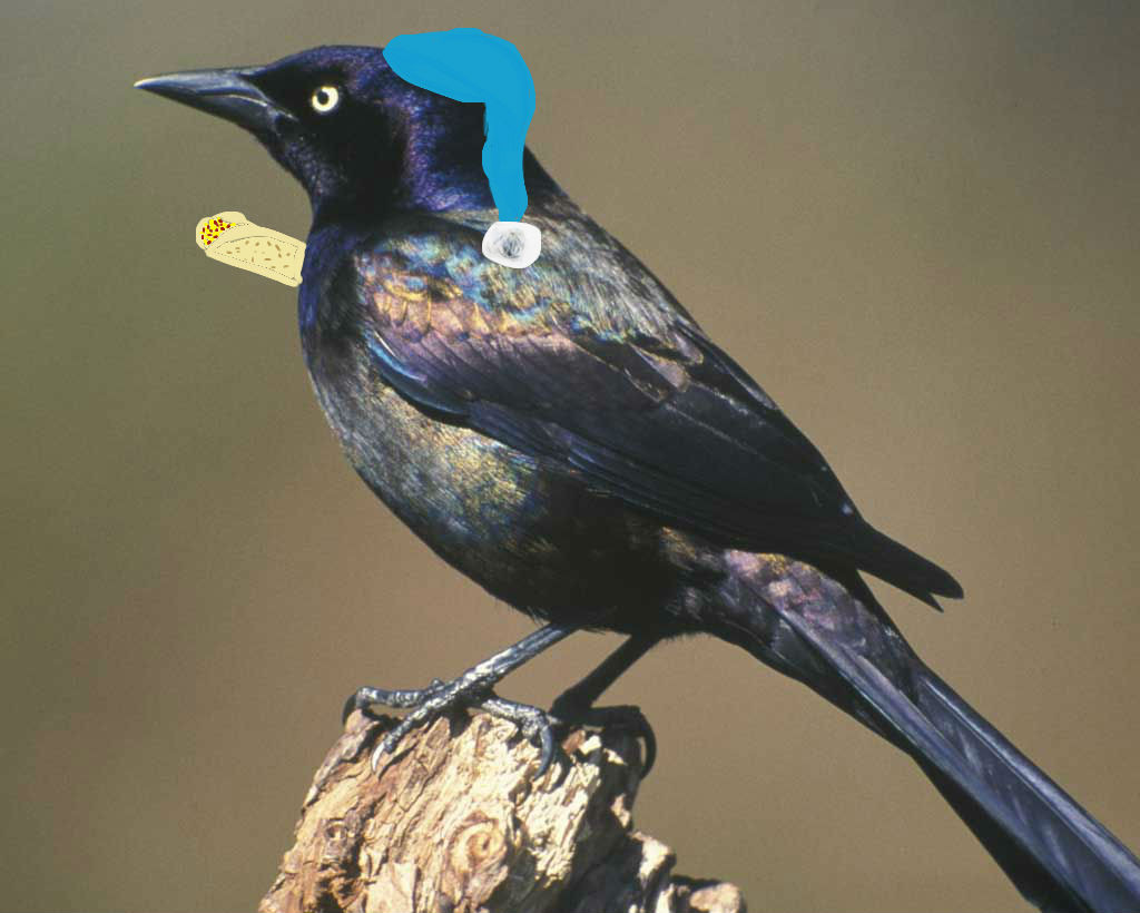 Grackle Article
