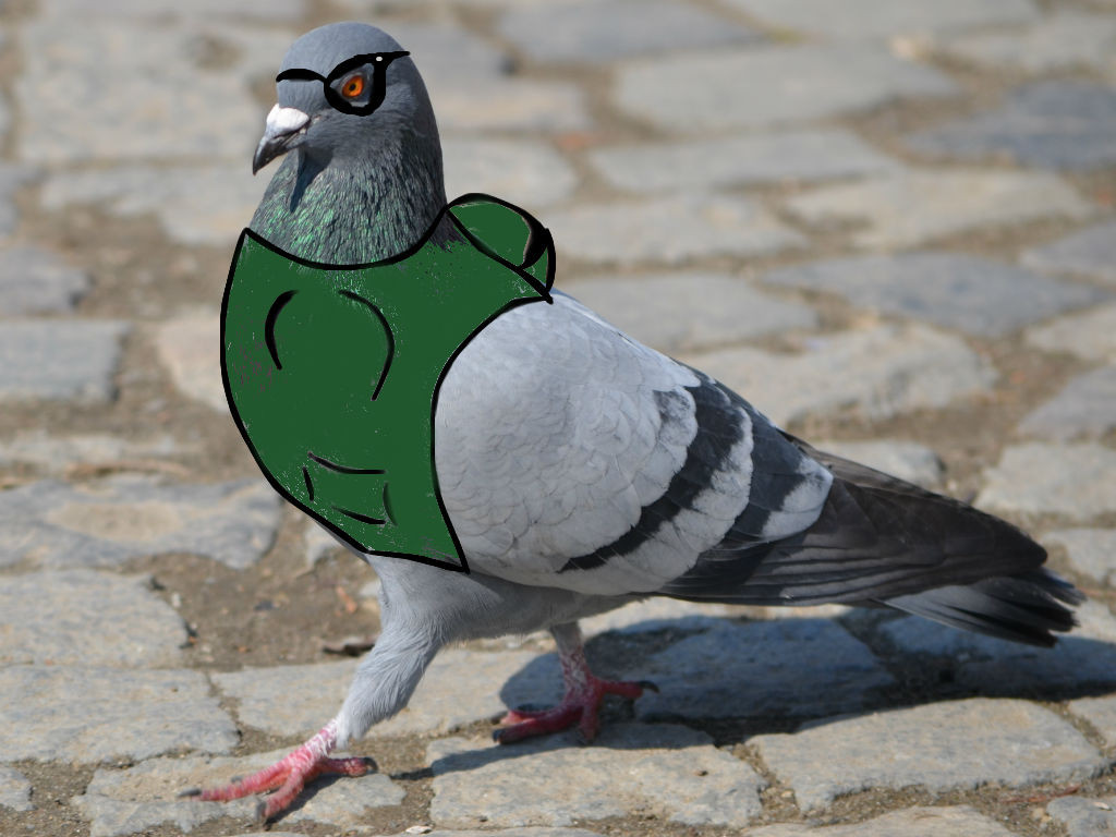 Pigeon Article