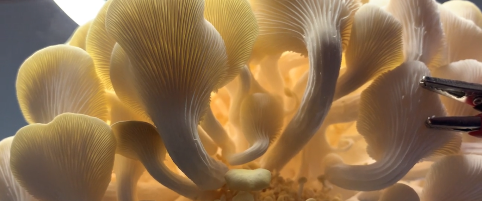 The Secret Sounds Of Mushrooms - KUTX